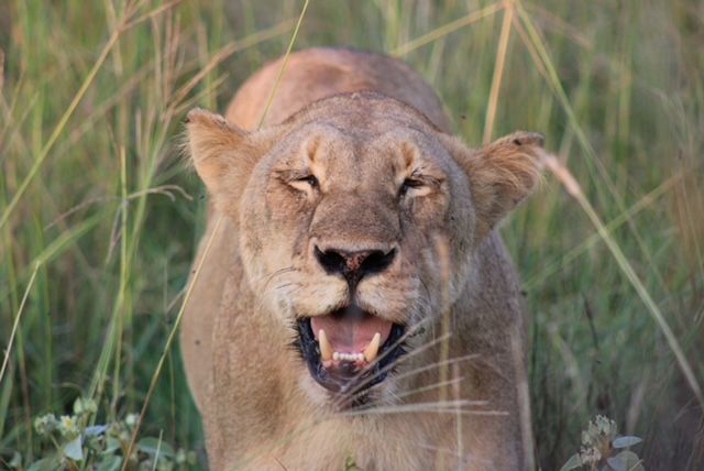 Fascinating Animals Found on an African Safari