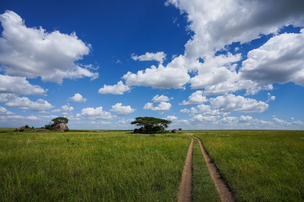 The "pole pole" way on a Tanzania Safari